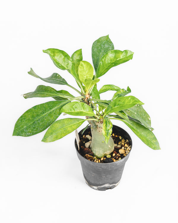 Ant Plant
