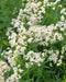 Northern Bedstraw