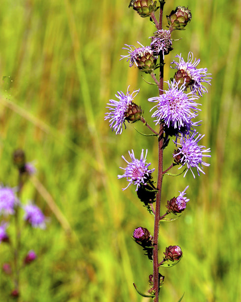 Northern Blazing Star