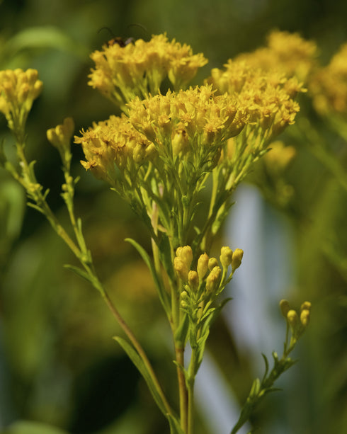 Ohio Goldenrod