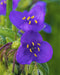 Ohio Spiderwort