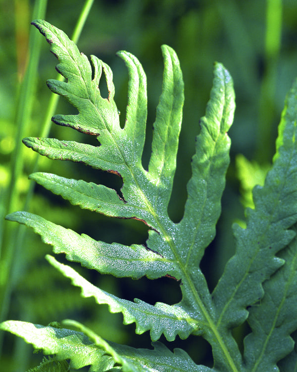 Sensitive Fern