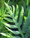Sensitive Fern