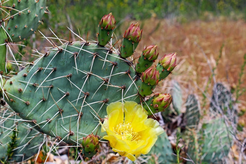 Eastern Prickly Pear Cactus