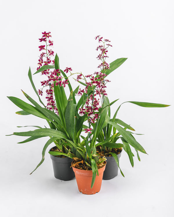 Special Oncidium in Plastic Pot