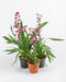 Special Oncidium in Plastic Pot