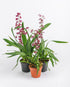 Special Oncidium in Plastic Pot