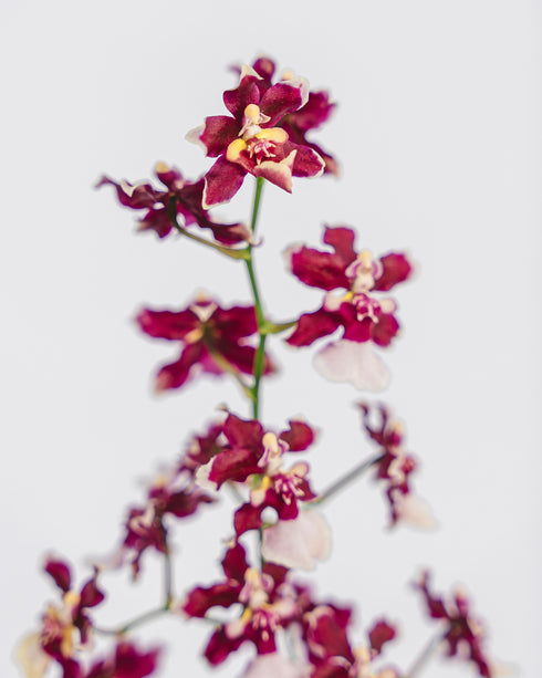 Special Oncidium in Plastic Pot