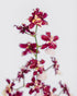 Special Oncidium in Plastic Pot