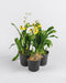 Yellow Oncidium in Plastic Pot