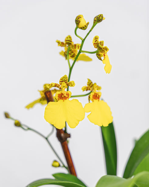 Yellow Oncidium in Plastic Pot