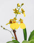 Yellow Oncidium in Plastic Pot