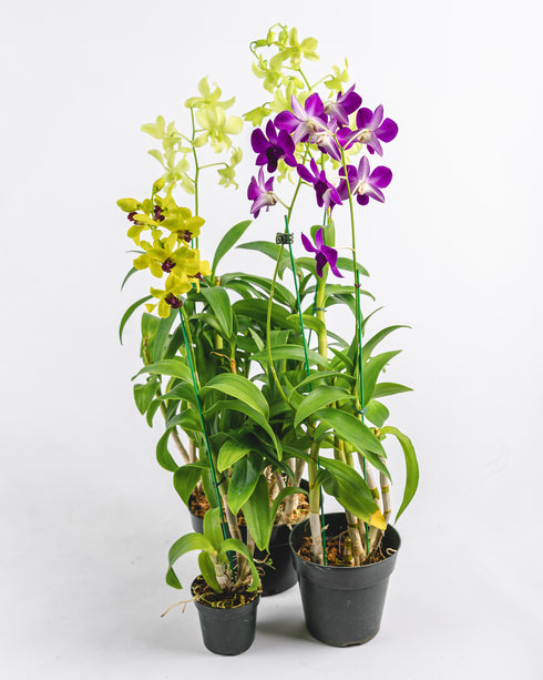 Assorted Dendrobium in Plastic Pot
