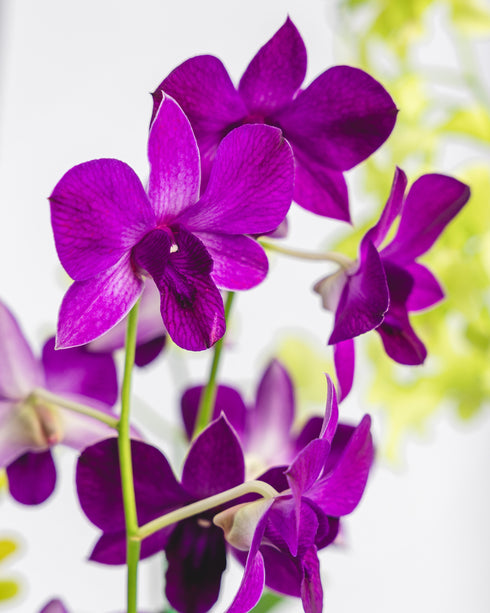 Assorted Dendrobium in Plastic Pot