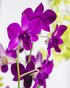 Assorted Dendrobium in Plastic Pot