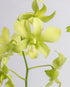 Assorted Dendrobium in Plastic Pot