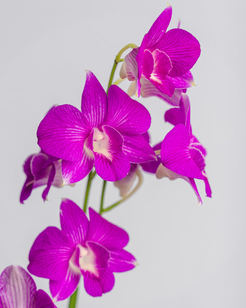 Assorted Dendrobium in Plastic Pot
