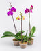 Assorted Phalaenopsis in Plastic Pot
