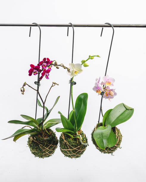 Assorted Phalaenopsis in Kokodama Moss Planter