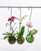 Assorted Phalaenopsis in Kokodama Moss Planter