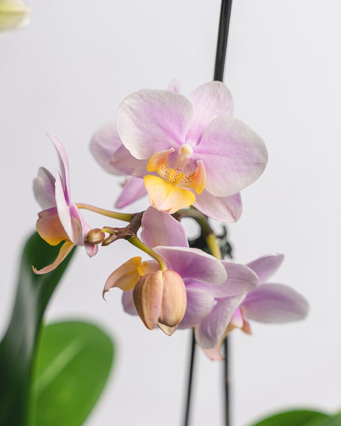 Assorted Phalaenopsis in Kokodama Moss Planter
