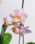 Assorted Phalaenopsis in Kokodama Moss Planter