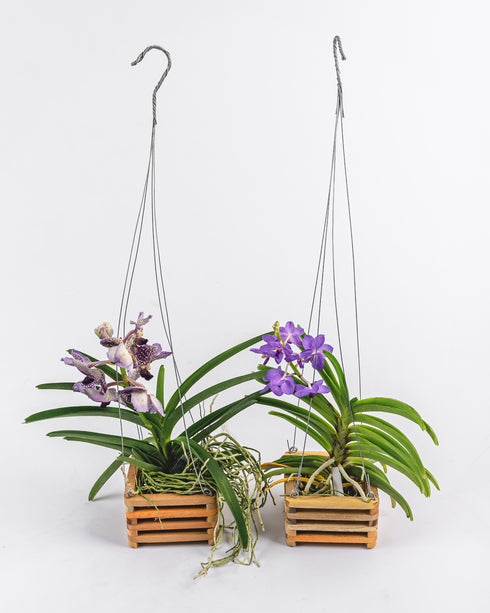 Vanda Orchid