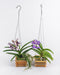 Vanda Orchid