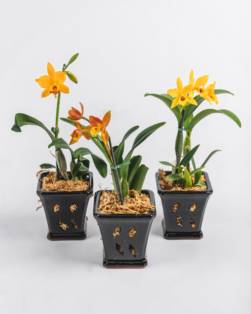Assorted Cattleya