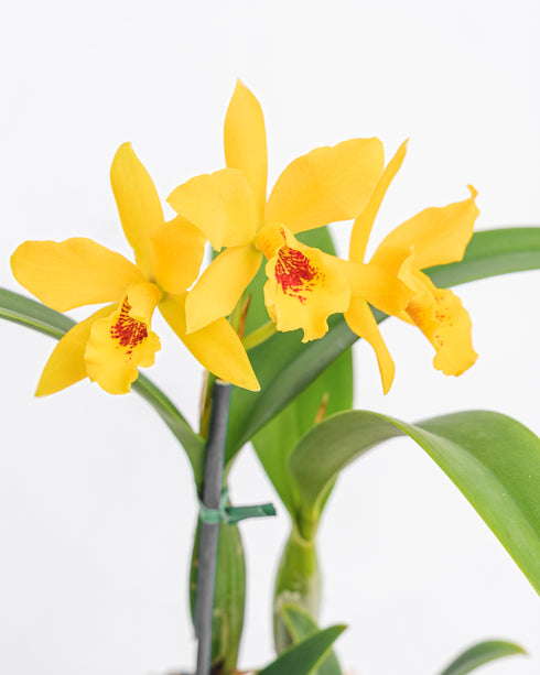 Assorted Cattleya