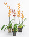 Assorted Intergeneric Orchid