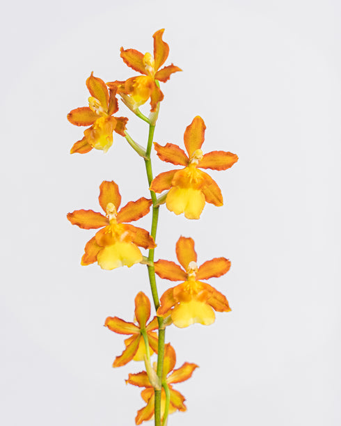 Assorted Intergeneric Orchid