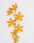 Assorted Intergeneric Orchid