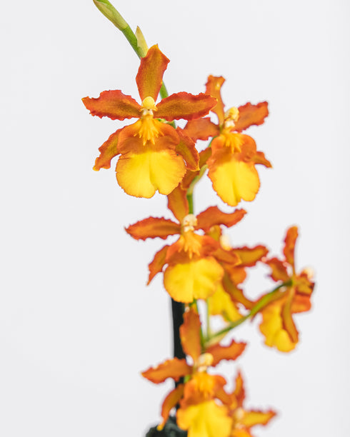 Assorted Intergeneric Orchid