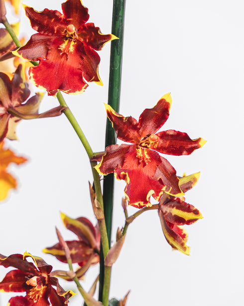 Assorted Intergeneric Orchid