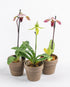 Assorted Paphiopedilum