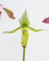 Assorted Paphiopedilum
