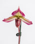 Assorted Paphiopedilum