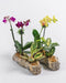 Assorted Phalaenopsis Driftwood Combo