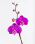 Assorted Phalaenopsis in Plastic Pot