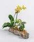 Assorted Phalaenopsis Driftwood Combo