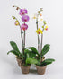 Assorted Phalaenopsis in Clay Pot