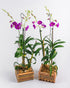 Assorted Dendrobium Combo Pot