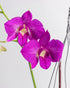 Assorted Dendrobium Combo Pot