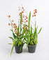 Assorted Oncidium Orchid in Plastic Pot