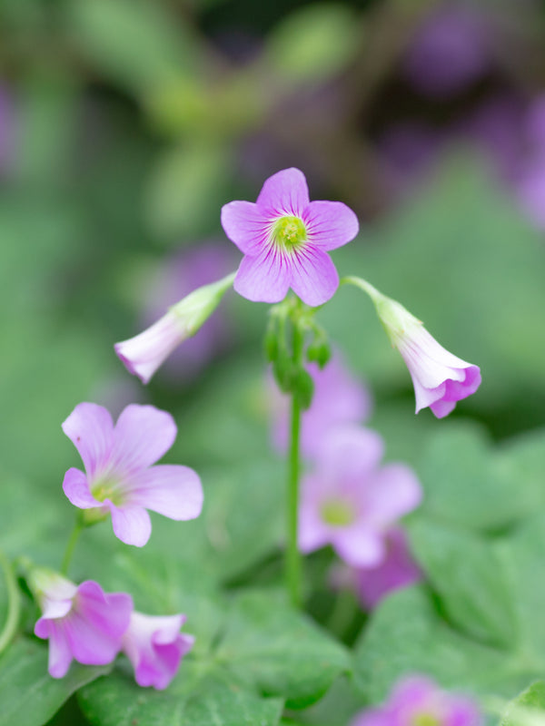 Violet Wood Sorrel