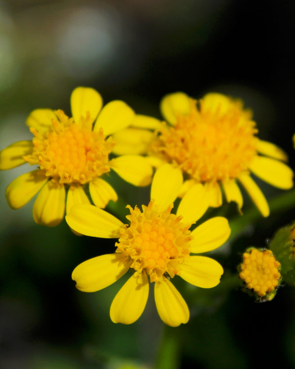 Prairie Ragwort