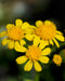 Prairie Ragwort