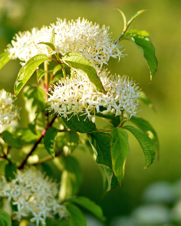 Pagoda Dogwood
