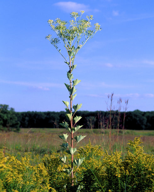 Pale Indian Plantain
